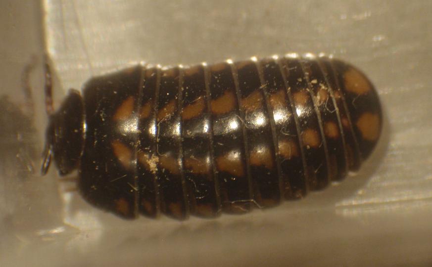 Glomeris sp. - Asti, Piemonte