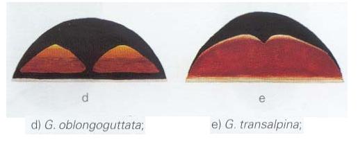 Ancora una Glomeridae da identificare.