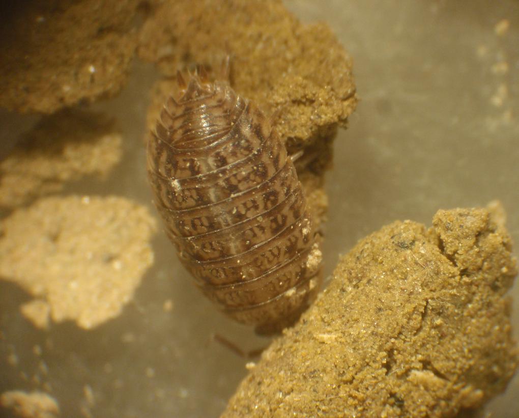 Oniscus o Porcellio ? - Asti, Piemonte