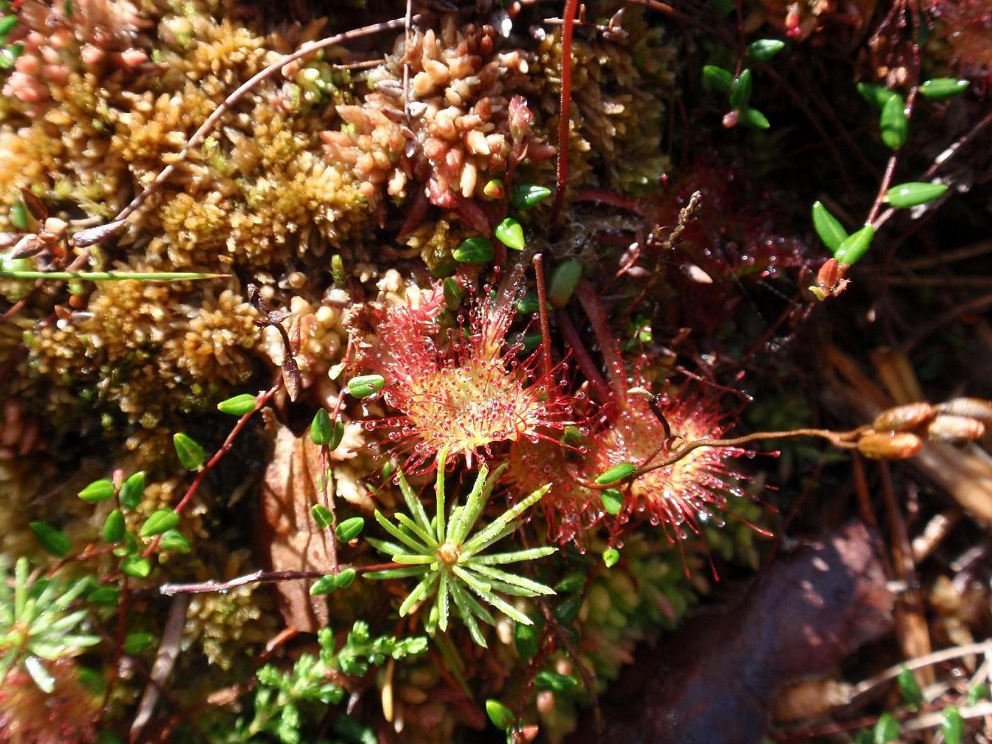 Drosera sp. - Trentino Alto Adige