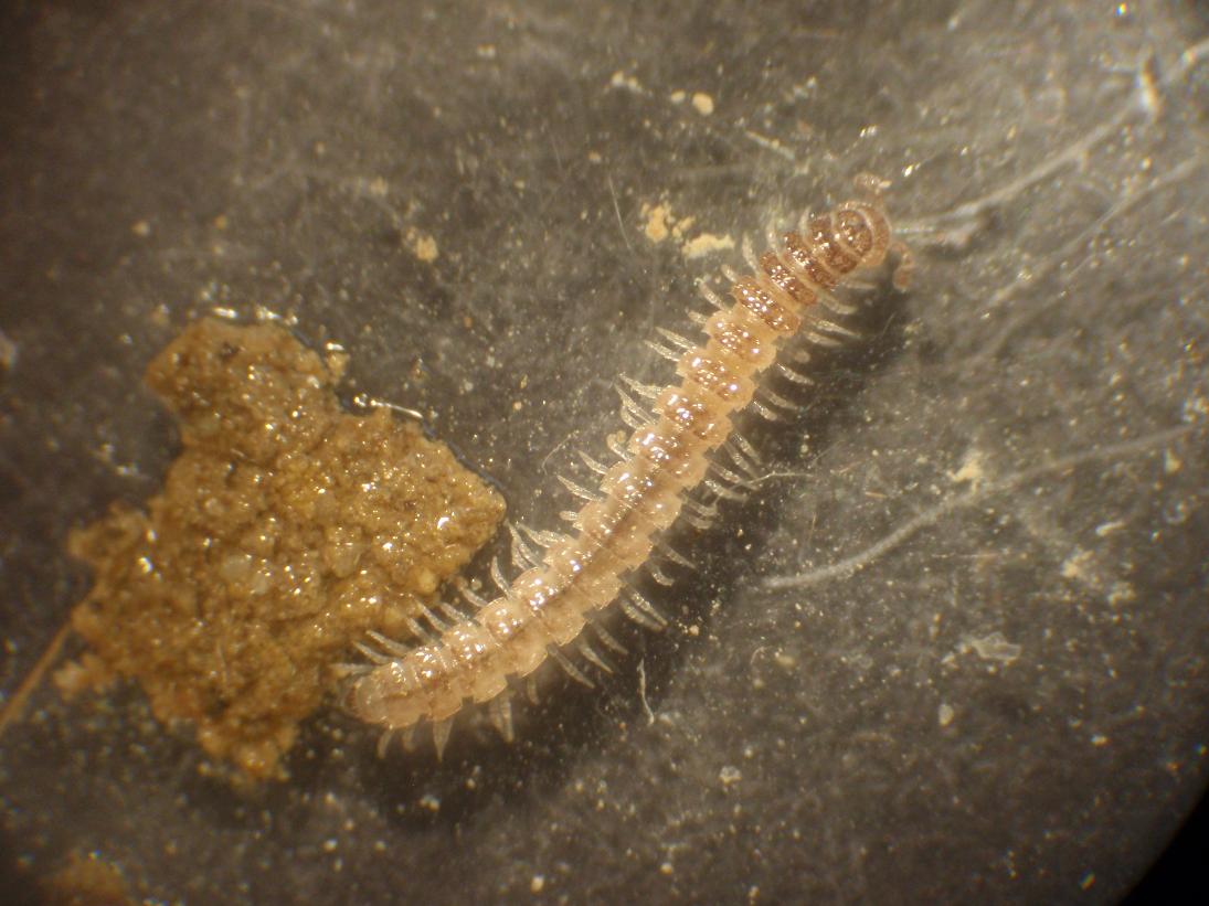 Polydesmida