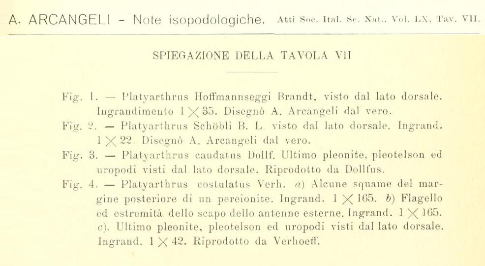 Nuova famiglia: Platyarthridae (Platyarthrus hoffmannseggii)