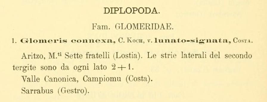 Glomeridae in pineta