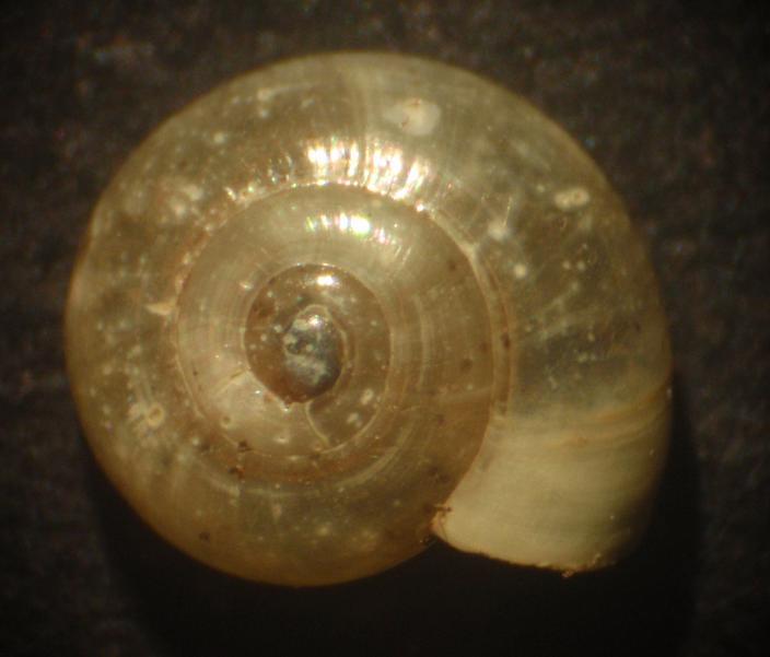 Zonitidae da identificare - Asti [Oxychilus cf. clarus]