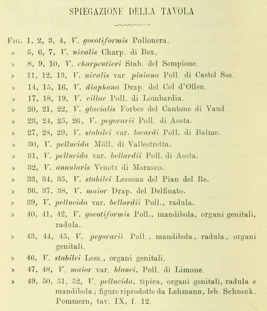 Vitrinidae: Vitrina pellucida ?