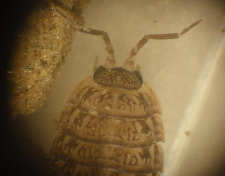 Oniscus o Porcellio ? - Asti, Piemonte