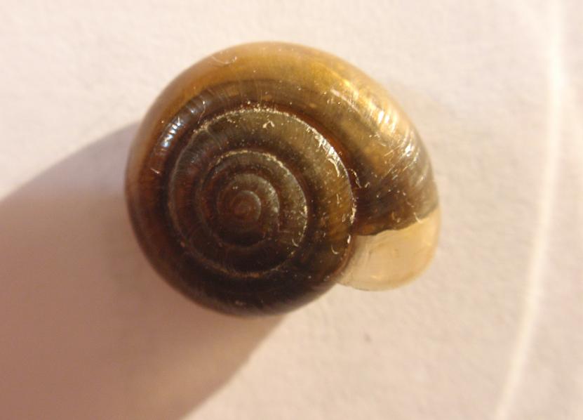 Altra Zonitidae da Id, Mongardino (Asti)