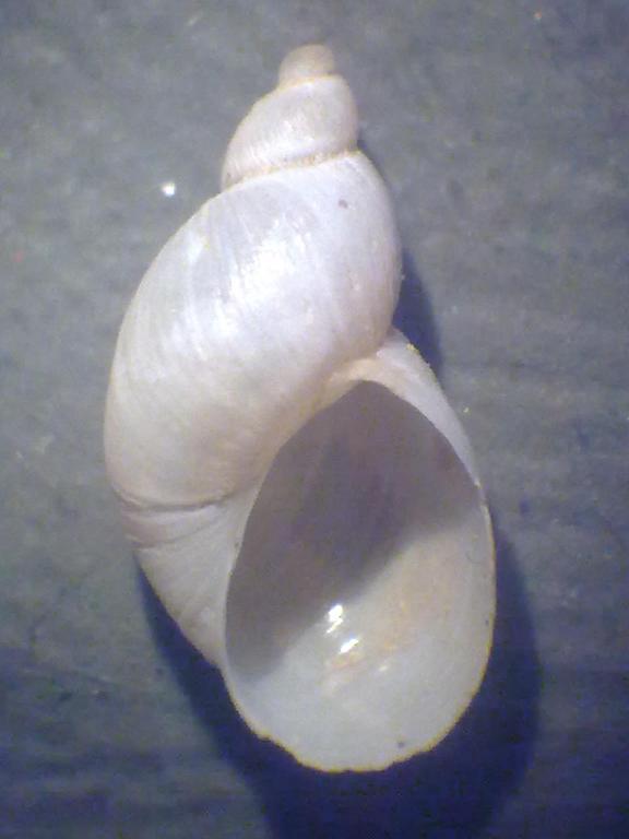 Da identificare 2 - Asti, Piemonte