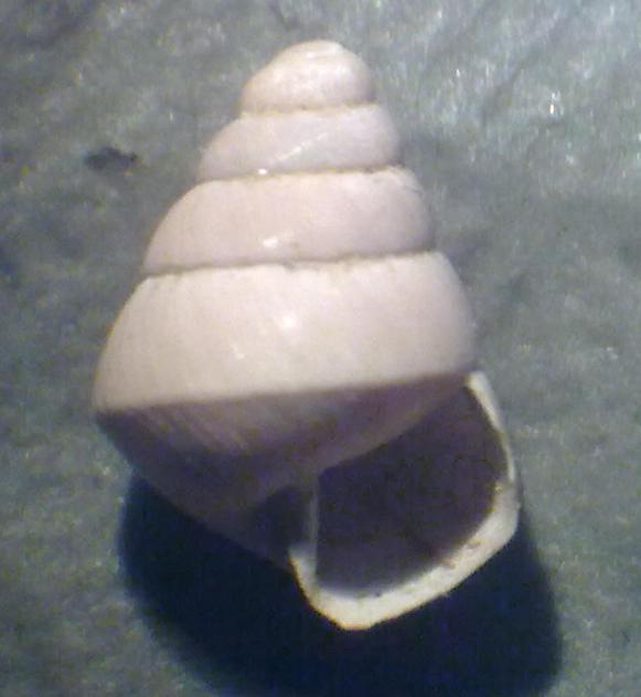Da identificare 1 - Asti, Piemonte