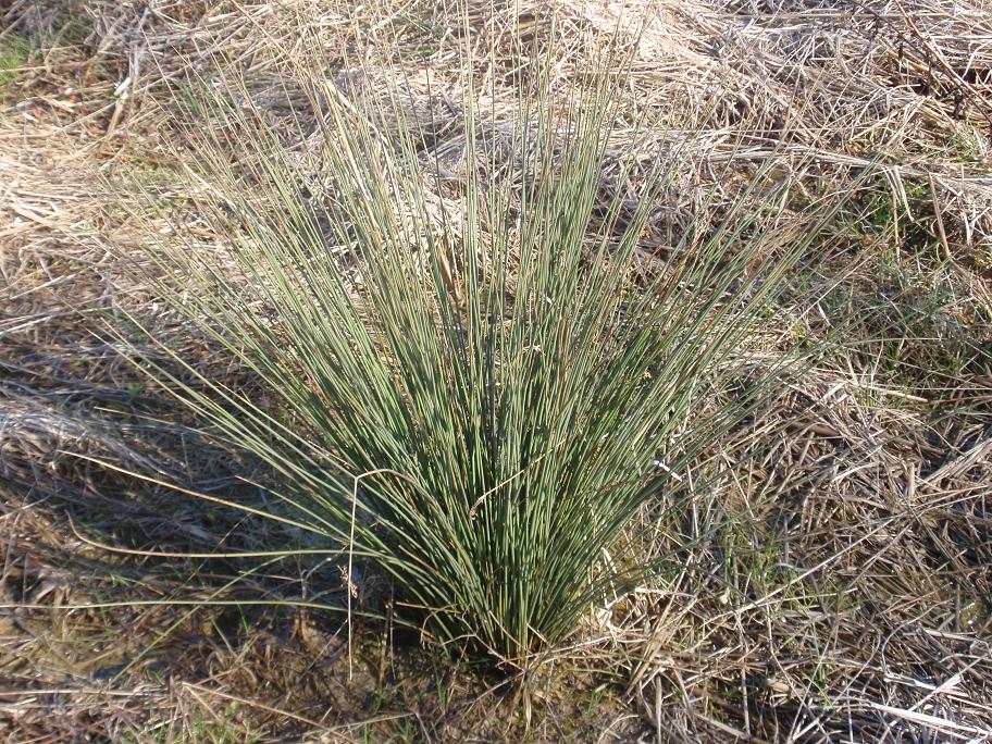 Cespuglio appuntito (palustre?) Juncus sp.