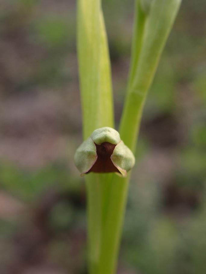 Ophrys insectifera  L. 1753