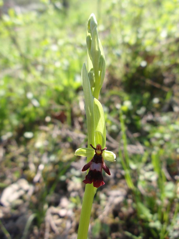 Ophrys insectifera  L. 1753