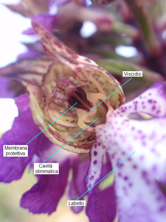 Impollinazione
