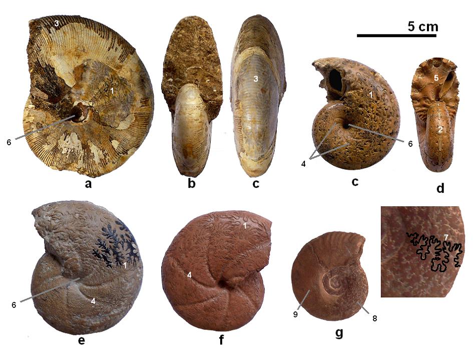 Ammonite?