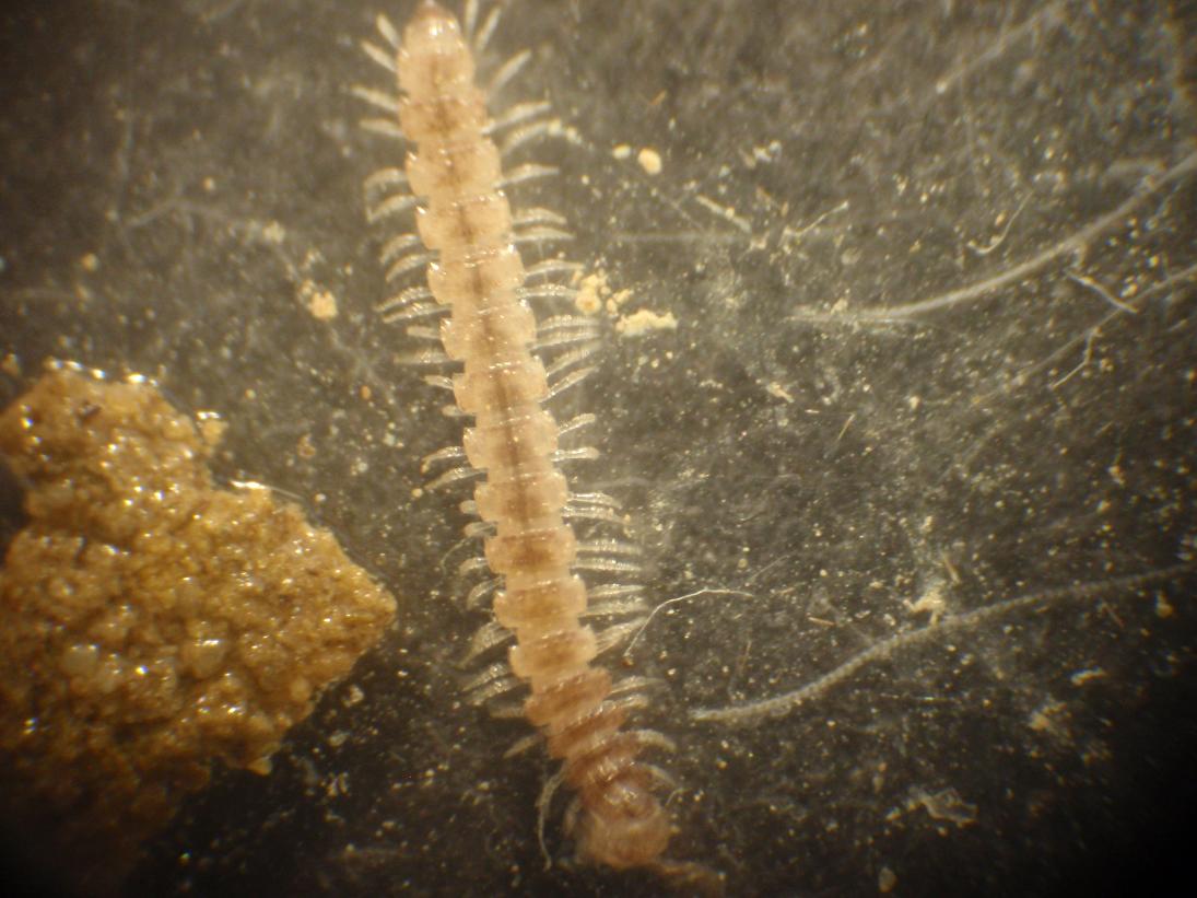 Polydesmida