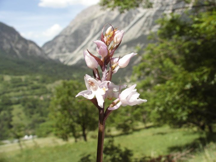 X Dactylodenia st-quintinii