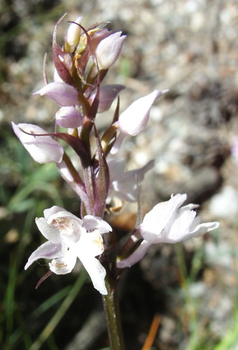 X Dactylodenia st-quintinii