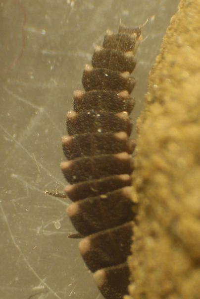 Larva di Lampyris noctiluca - Asti, Piemonte