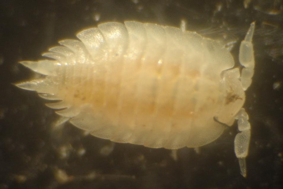 Nuova famiglia: Platyarthridae (Platyarthrus hoffmannseggii)