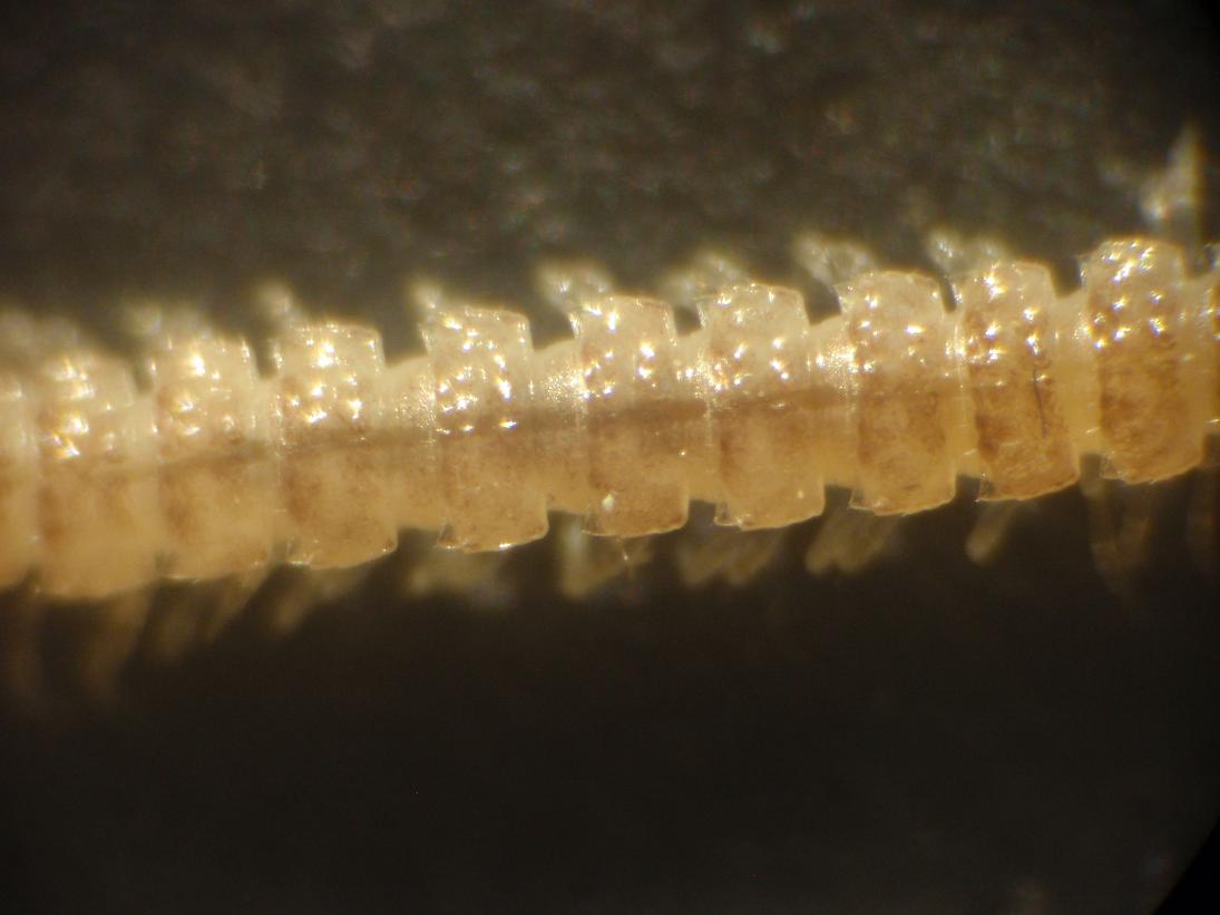 Polydesmida