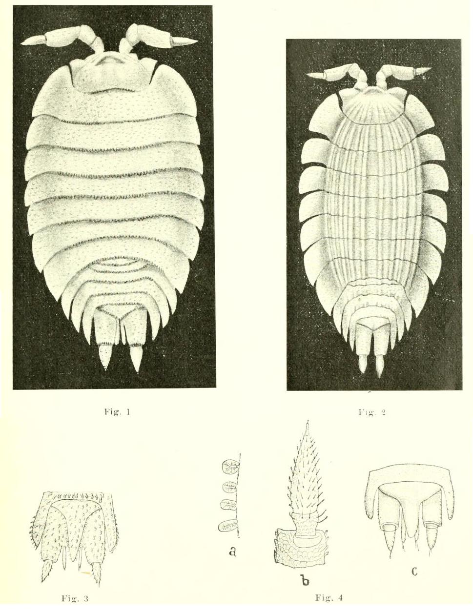 Nuova famiglia: Platyarthridae (Platyarthrus hoffmannseggii)