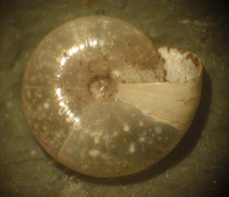 Zonitidae da identificare - Asti [Oxychilus cf. clarus]