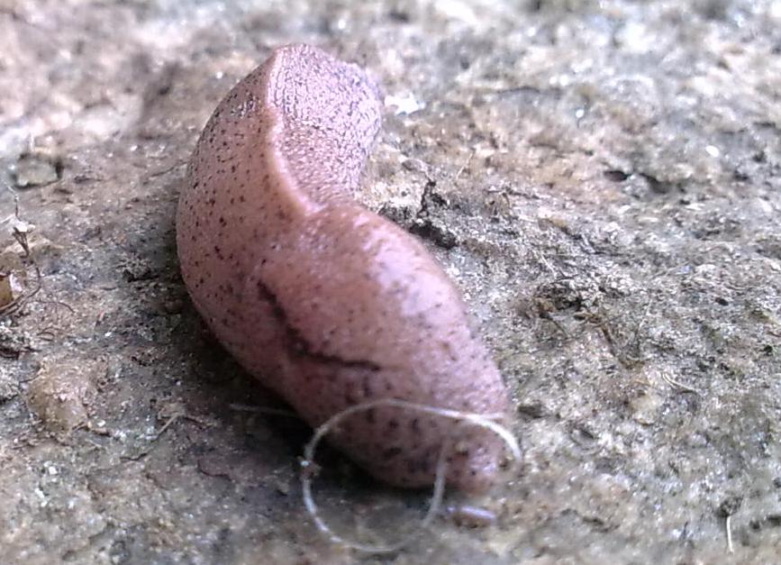 Tandonia da identificare - Mongardino (Asti)