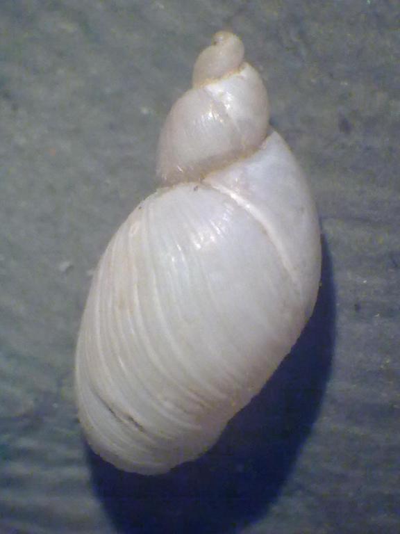 Da identificare 2 - Asti, Piemonte