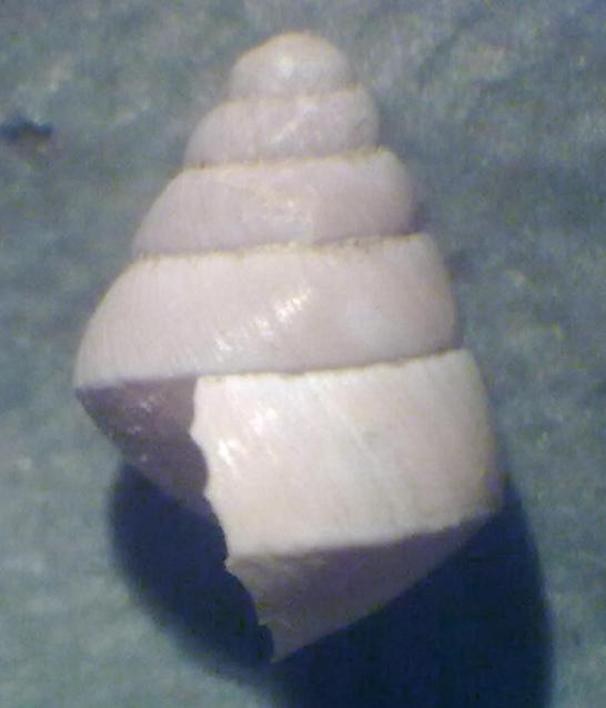 Da identificare 1 - Asti, Piemonte