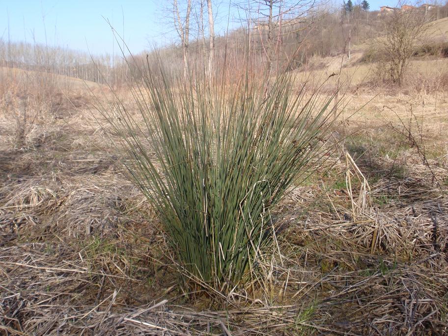 Cespuglio appuntito (palustre?) Juncus sp.