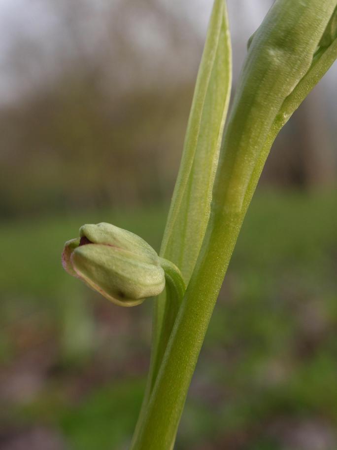 Ophrys insectifera  L. 1753