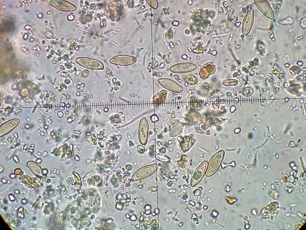 Una osservazione inattesa!