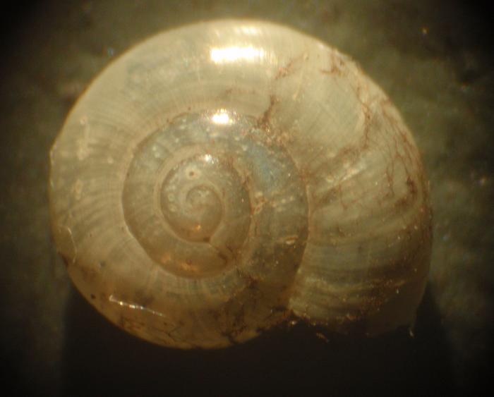 Zonitidae da identificare - Asti [Oxychilus cf. clarus]
