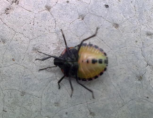 Pentatomidae: Nezara viridula del Piemonte (AT)