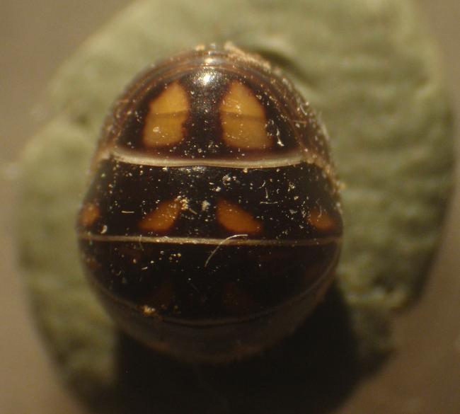 Glomeris sp. - Asti, Piemonte