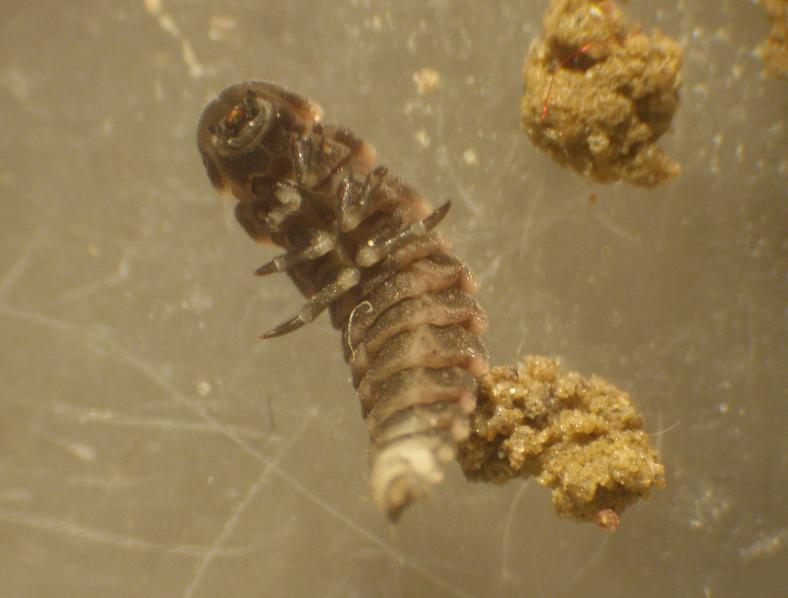 Larva di Lampyris noctiluca - Asti, Piemonte