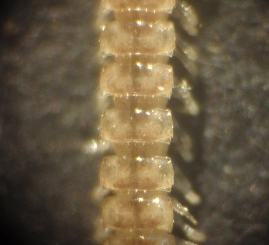 Polydesmida