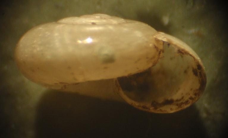 Zonitidae da identificare - Asti [Oxychilus cf. clarus]