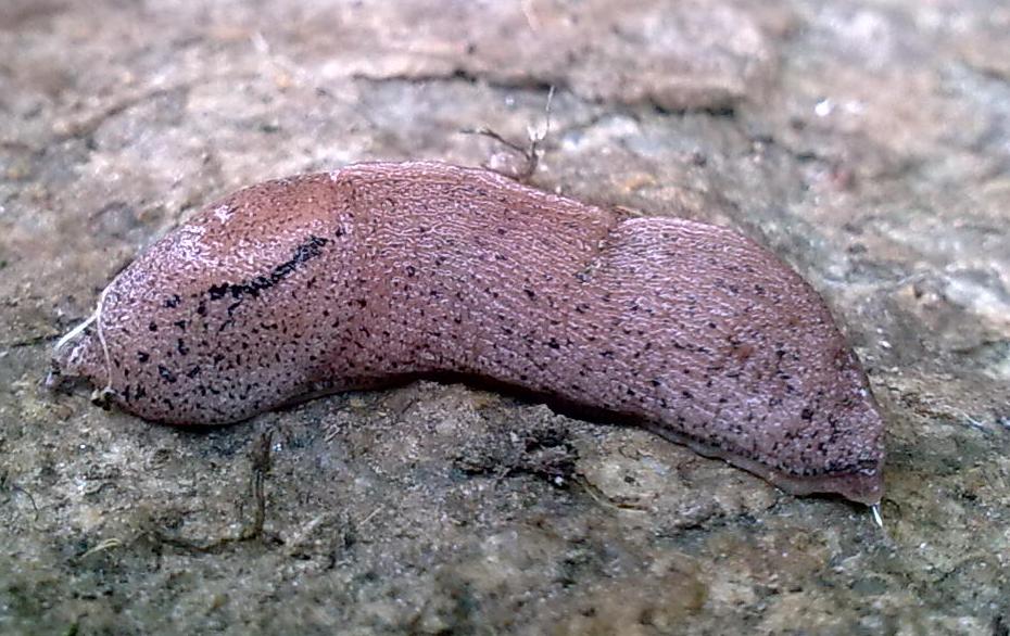 Tandonia da identificare - Mongardino (Asti)