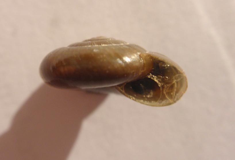 Altra Zonitidae da Id, Mongardino (Asti)