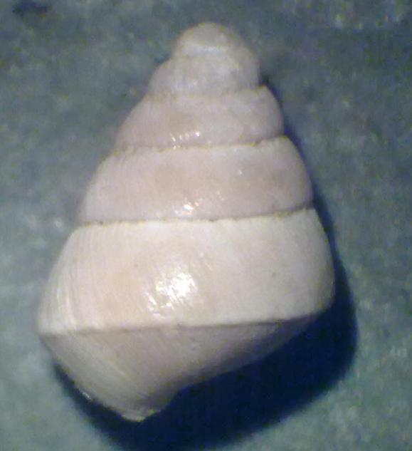 Da identificare 1 - Asti, Piemonte