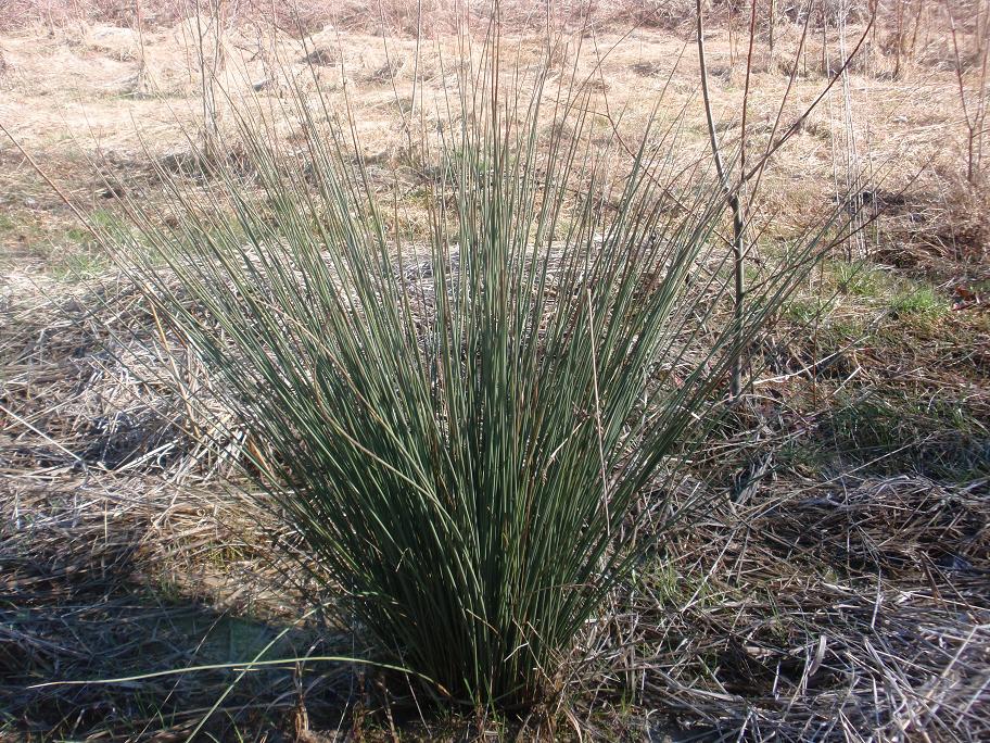 Cespuglio appuntito (palustre?) Juncus sp.