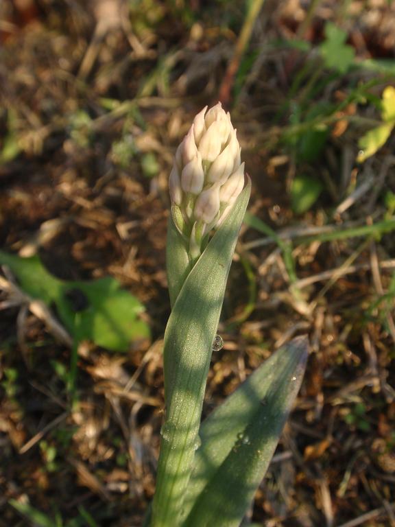 Anche le N. tridentata di preparano!