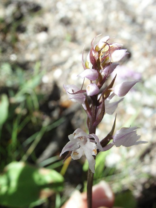 X Dactylodenia st-quintinii