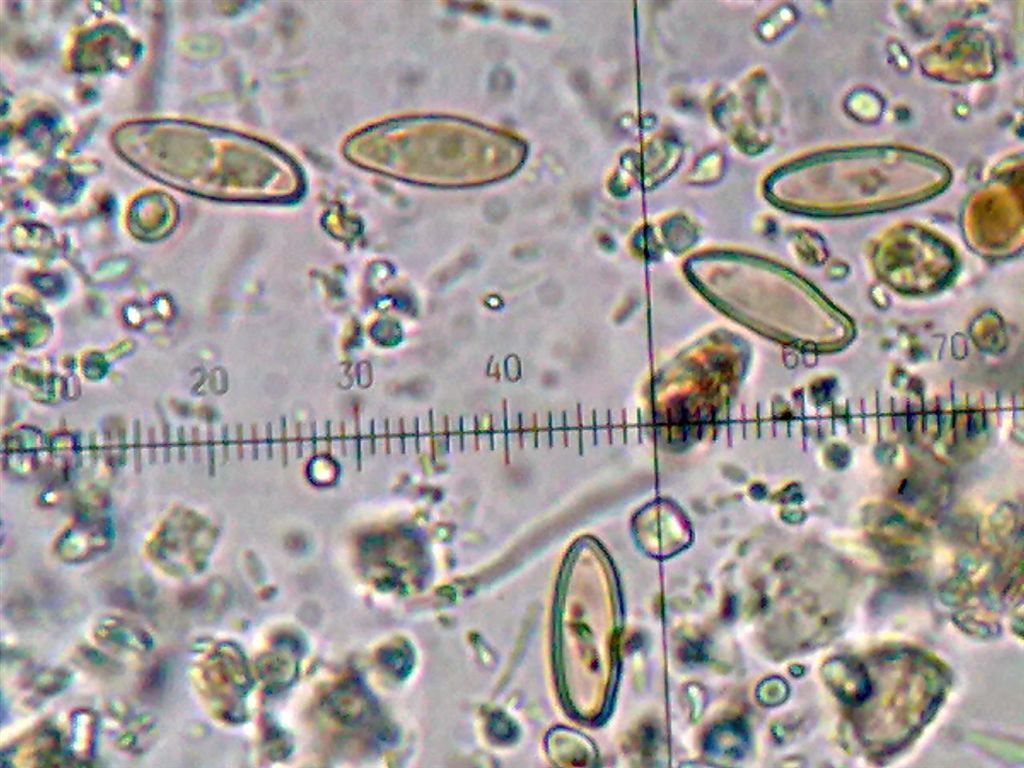 Una osservazione inattesa!