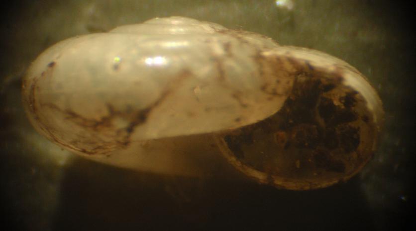 Zonitidae da identificare - Asti [Oxychilus cf. clarus]