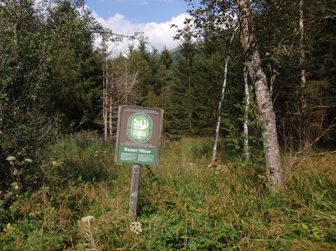 Drosera sp. - Trentino Alto Adige