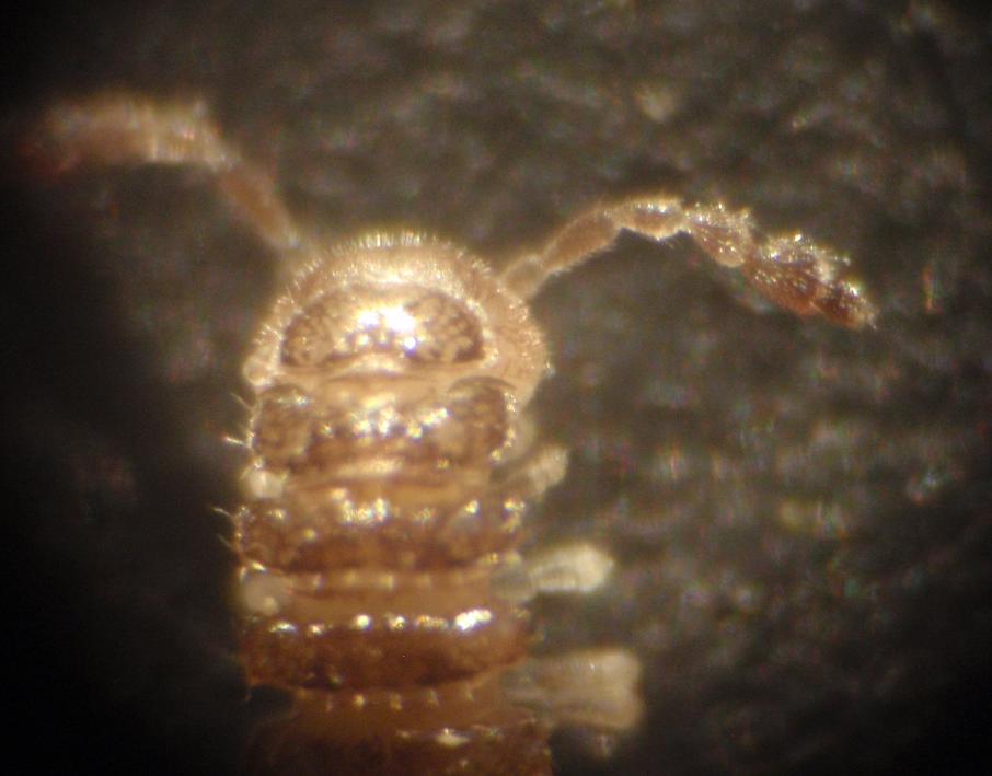 Polydesmida