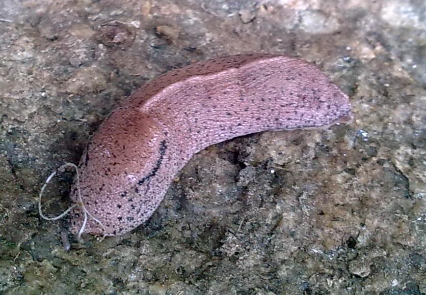 Tandonia da identificare - Mongardino (Asti)