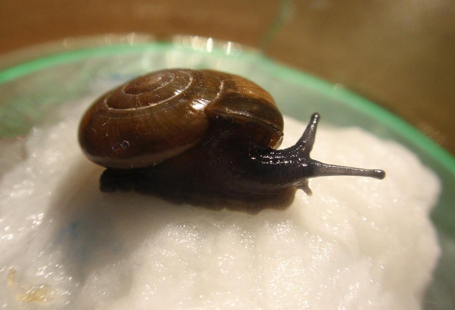 Altra Zonitidae da Id, Mongardino (Asti)
